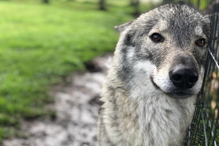 Tsitsikamma Wolf Sanctuary Guided Tour & Day Pass - Photo 1 of 11